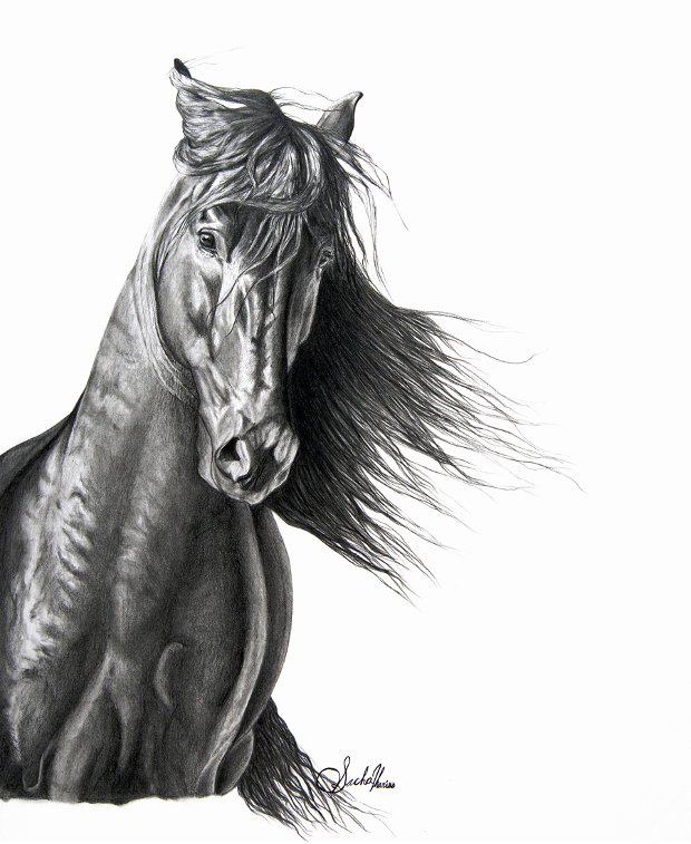 horse art for web.png.